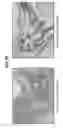 Fig. 68 - Compositions comprising bacterial strains