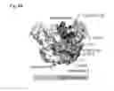 Fig. 08 - METHODS FOR TREATING IMMUNE-MEDIATED VIRAL INFECTIONS
