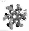 Fig. 09 - METHODS FOR TREATING IMMUNE-MEDIATED VIRAL INFECTIONS