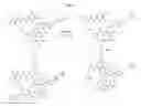 Fig. 16 - Cyclic peptides and methods using same