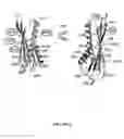 Fig. 04 - PEPTIDOMIMETIC MACROCYCLES AND USES THEREOF