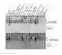 Fig. 07 - Composition and method for affecting cytokines and NF-κB