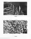 Fig. 08 - NEUREGULIN BASED METHODS AND COMPOSITIONS FOR TREATING CARDIOVASCULAR DISEASES
