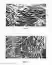 Fig. 09 - NEUREGULIN BASED METHODS AND COMPOSITIONS FOR TREATING CARDIOVASCULAR DISEASES
