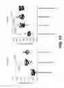 Fig. 11 - Treating seizure with recombinant alkaline phosphatase