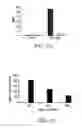 Fig. 02 - B4GALNT2 knock out pig