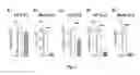 Fig. 02 - COMPOSITIONS AND METHODS FOR PREVENTING AND TREATING GRAFT VERSUS HOST DISEASE