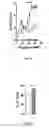 Fig. 09 - COMPOSITIONS AND METHODS FOR PREVENTING AND TREATING GRAFT VERSUS HOST DISEASE