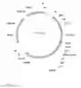 Fig. 02 - CS1 targeted chimeric antigen receptor-modified T cells