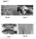 Fig. 02 - Tilapia virus and uses thereof