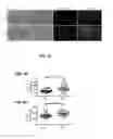 Fig. 06 - IMMUNE MODULATORS IN COMBINATION WITH RADIATION TREATMENT