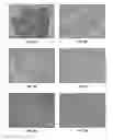 Fig. 09 - IMMUNE MODULATORS IN COMBINATION WITH RADIATION TREATMENT