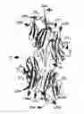 Fig. 01 - Polypeptide complex of titin-telethonin beta-pleated sheet structure as polypeptide drug carrier, method of using the polypeptide complex, and fusion protein complex thereof