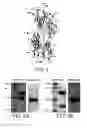 Fig. 02 - Polypeptide complex of titin-telethonin beta-pleated sheet structure as polypeptide drug carrier, method of using the polypeptide complex, and fusion protein complex thereof