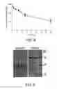 Fig. 08 - Polypeptide complex of titin-telethonin beta-pleated sheet structure as polypeptide drug carrier, method of using the polypeptide complex, and fusion protein complex thereof