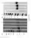 Fig. 161 - Biological materials and uses thereof