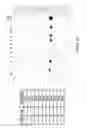 Fig. 49 - Biological materials and uses thereof