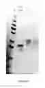Fig. 79 - Biological materials and uses thereof