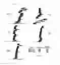 Fig. 23 - Recombinant adeno-associated virus capsids resistant to pre-existing human neutralizing antibodies