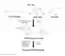 Fig. 13 - Thromboresistant-anticoagulant extracellular matrix