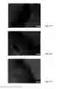 Fig. 08 - Peptides enhancing neuronal outgrowth and application thereof