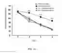 Fig. 15 - Peptides enhancing neuronal outgrowth and application thereof
