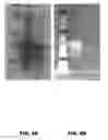 Fig. 07 - Engineered programmable molecular scaffolds from porous protein crystals