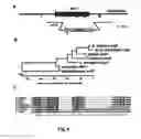 Fig. 07 - Methods for tuning carotenoid production levels and compositions in and genera