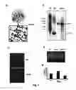 Fig. 08 - Methods for tuning carotenoid production levels and compositions in and genera