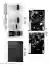 Fig. 05 - Methods and compositions for rapid generation of single and multiplexed reporters in cells