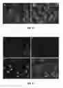 Fig. 35 - Host cell modification with artificial endosymbionts