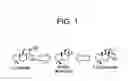 Fig. 02 - Methods for producing abienol