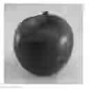 Fig. 01 - Apple Tree Named 'Venice'