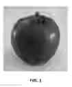 Fig. 02 - Apple Tree Named 'Venice'