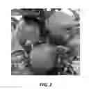 Fig. 03 - Apple Tree Named 'Venice'