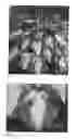Fig. 02 - plant named ‘Beyond Glory’