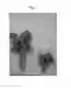 Fig. 02 - Methods for breeding short celery