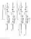 Fig. 43 - Non-human animals expressing pH-sensitive immunoglobulin sequences
