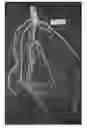 Fig. 01 - COMPOSITIONS AND METHODS FOR IMPROVING AGRONOMIC CHARACTERISTICS OF PLANTS