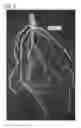 Fig. 03 - COMPOSITIONS AND METHODS FOR IMPROVING AGRONOMIC CHARACTERISTICS OF PLANTS
