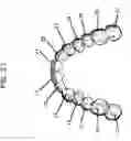 Fig. 22 - Method for acquiring tooth crown shape information from data relating to oral cavity shape to automatically construct a database for tooth crown shapes