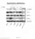 Fig. 05 - PIM KINASE INHIBITOR COMBINATIONS