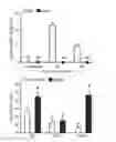 Fig. 01 - Compositions and methods for the prevention and treatment of mast cell-induced vascular leakage