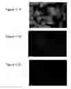 Fig. 22 - Compositions comprising acidic extracts of mastic gum