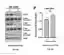 Fig. 03 - Methods for treating tauopathy