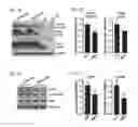 Fig. 06 - Methods for treating tauopathy