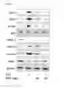 Fig. 08 - COMPOSITION FOR PREVENTING OR TREATING COLITIS
