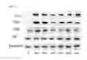 Fig. 19 - COMPOSITION FOR PREVENTING OR TREATING COLITIS