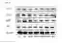 Fig. 24 - COMPOSITION FOR PREVENTING OR TREATING COLITIS