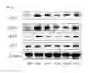 Fig. 29 - COMPOSITION FOR PREVENTING OR TREATING COLITIS